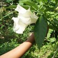 whiteflower